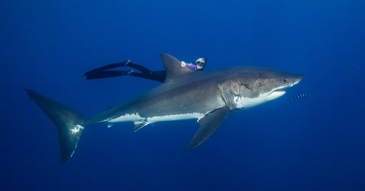 Ocean Ramsey: Swimming with great white sharks