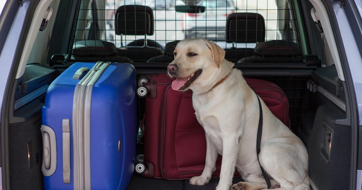 como sacar baba de perro de las ventanillas del coche