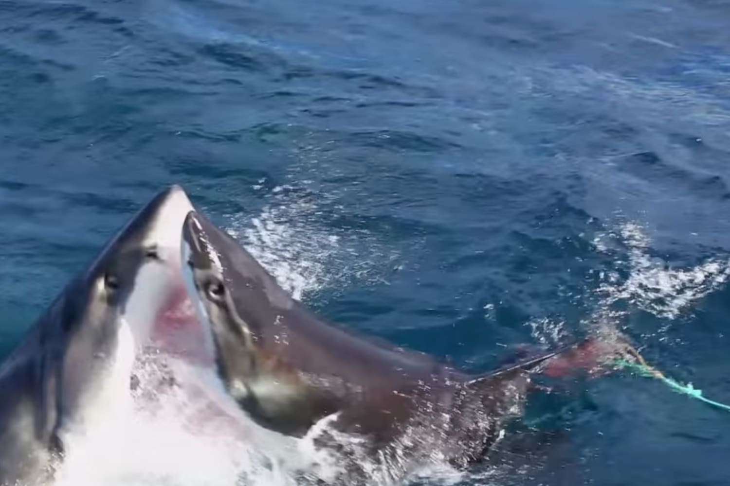 Vídeo Tubarões brancos se atacam na Austrália