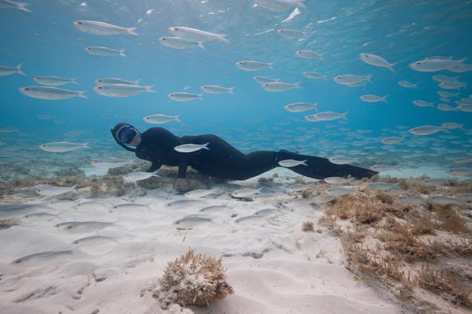 Adventure Jobs a freediver Red Bull