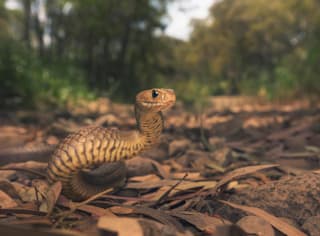 野生動物と遭遇した時のサバイバル術 危険 回避 逃げ方 アドバイス 身を守るには