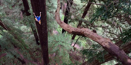 Chris Sharma Free Climbs A Giant Redwood Tree