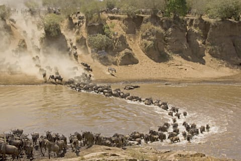 Las Mayores Migraciones Del Mundo Animal