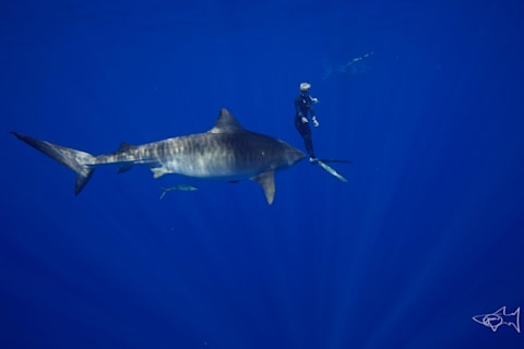 ホオジロザメと泳ぐ女性