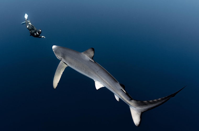 kopekbaliklariyla yuzen model ocean ramsey ile tanisin