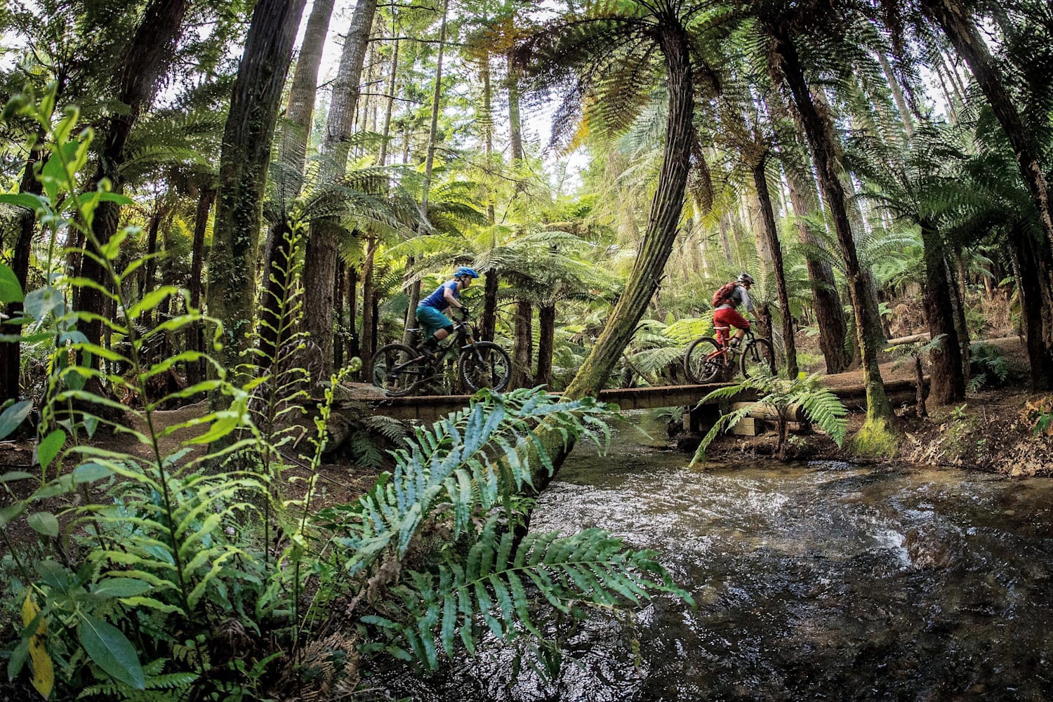 Carter sale mtb park