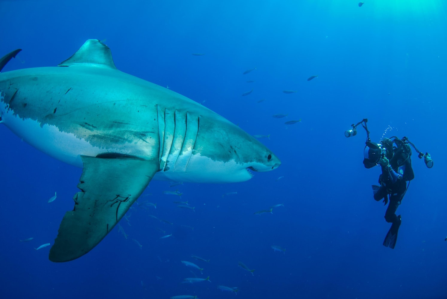 Swimming With Sharks 9 Epic Shark Stories And Videos