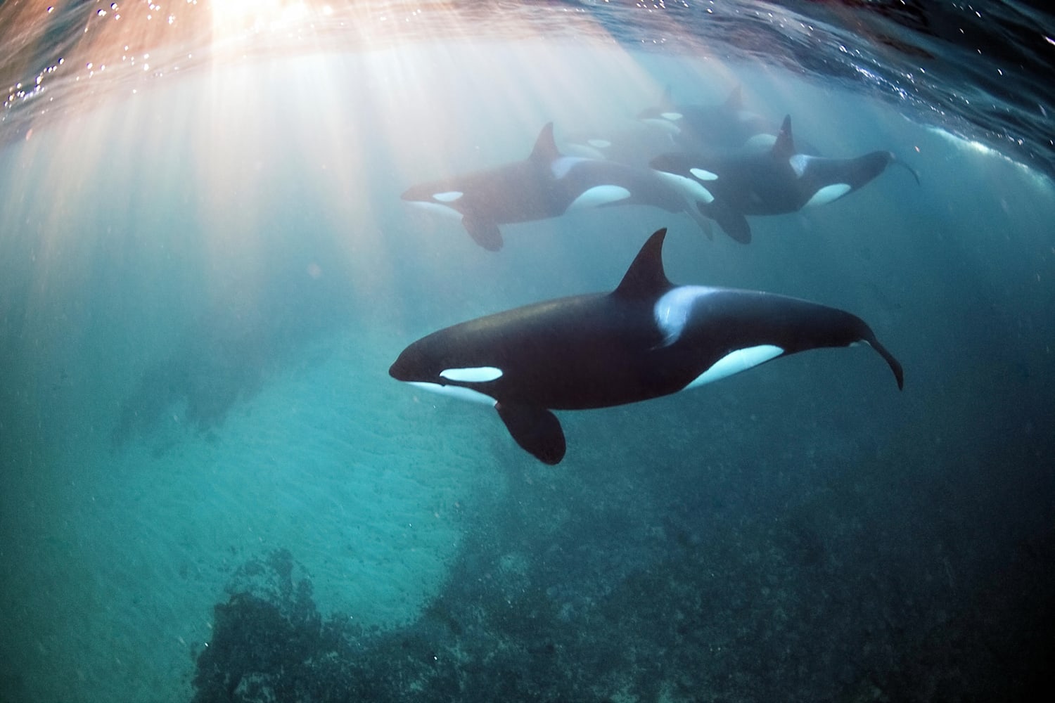 Freediving Mit Orcas Das Solltest Du Nicht Verpassen
