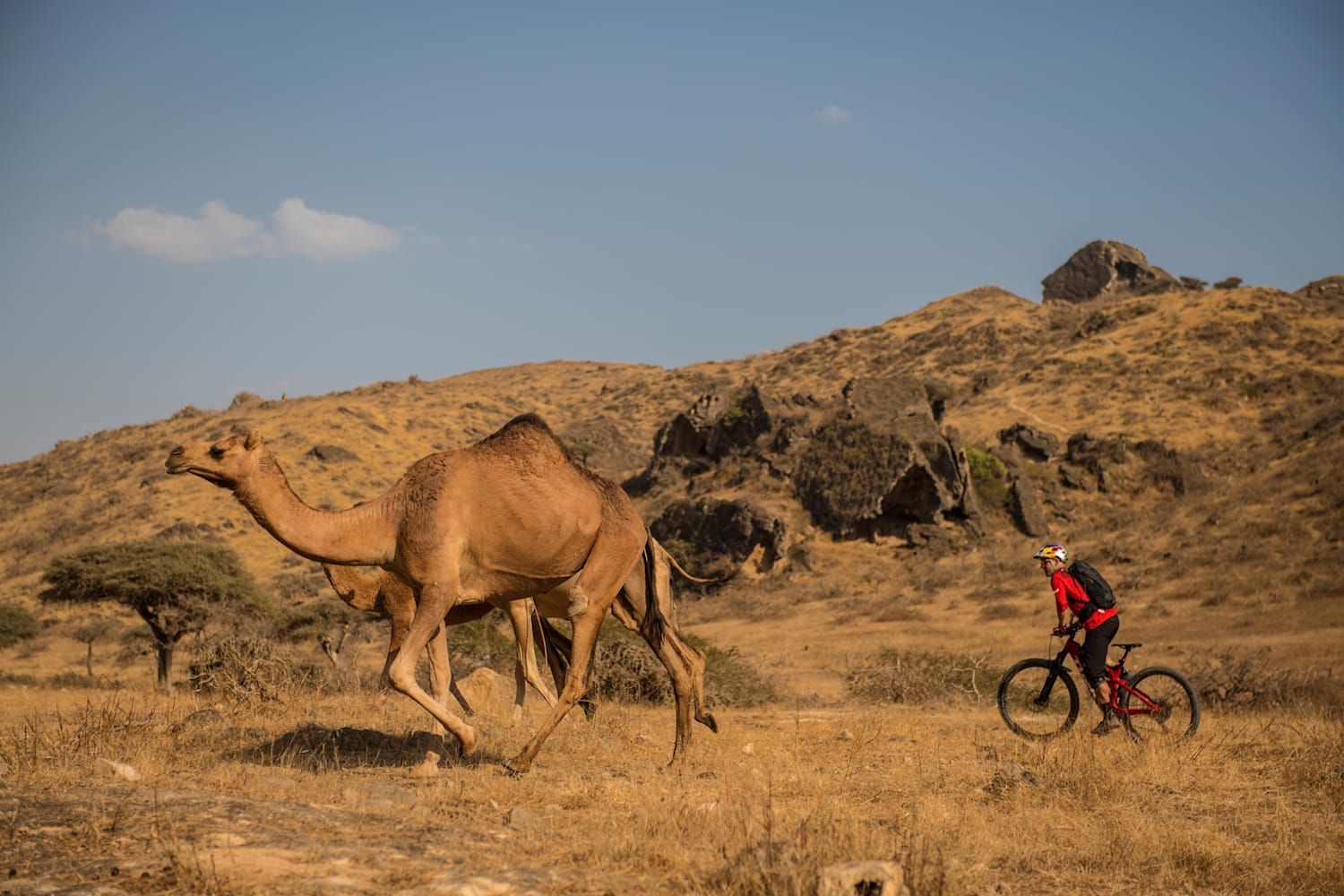 Camel mountain 2025 bike
