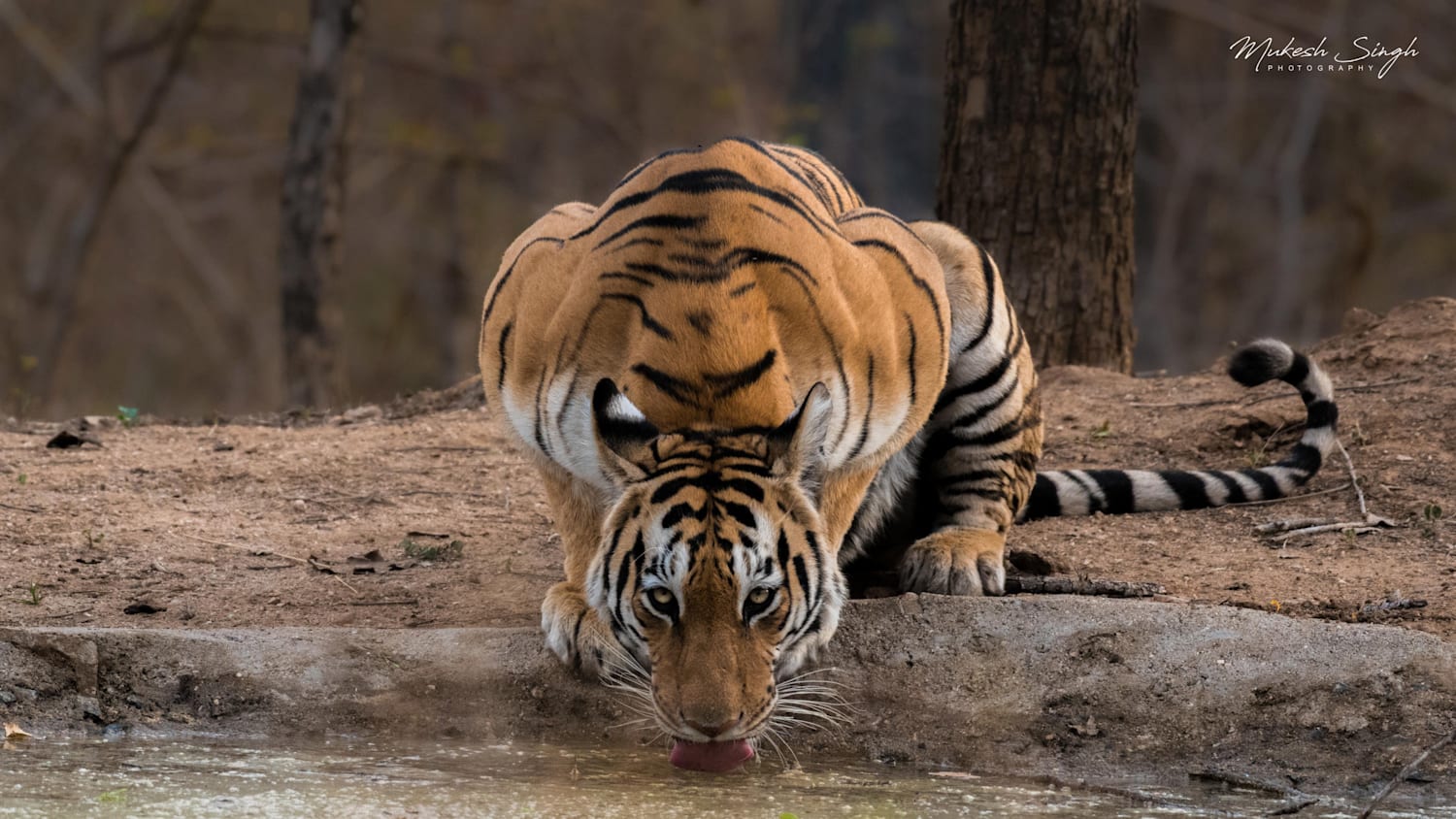 Click It Select Durga The Tigress By Mukesh Kumar