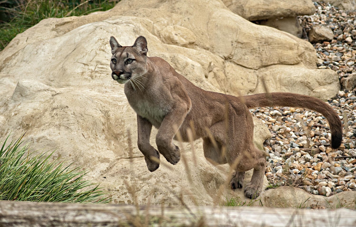 野生動物と遭遇した時のサバイバル術 危険 回避 逃げ方 アドバイス 身を守るには