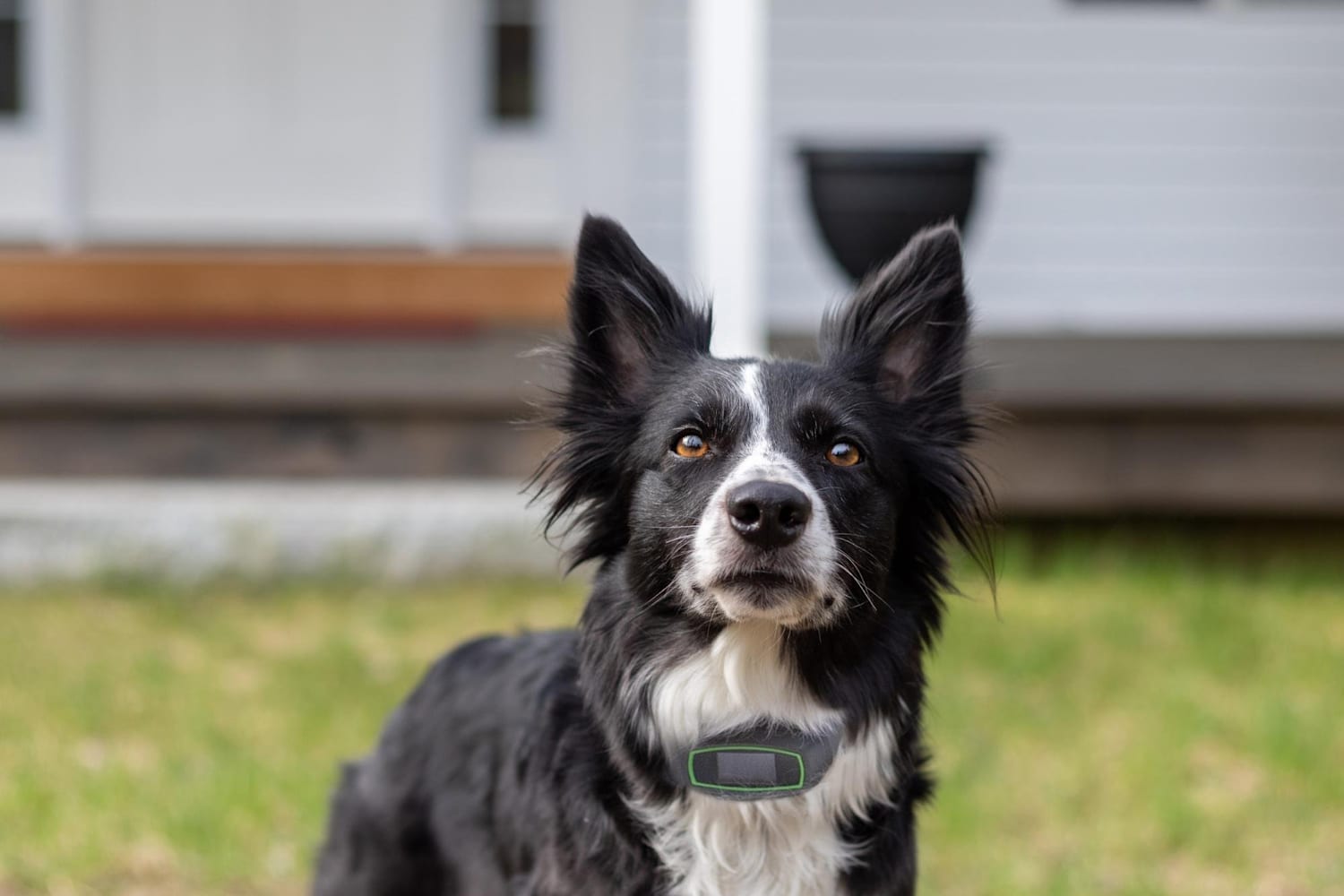 SpotOn High tech dog tracking collar and app info