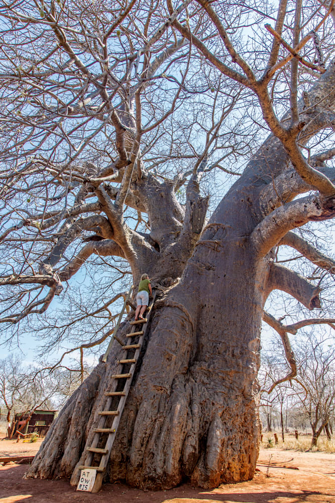 In Search Of South Africa S Oldest Baobab Trees