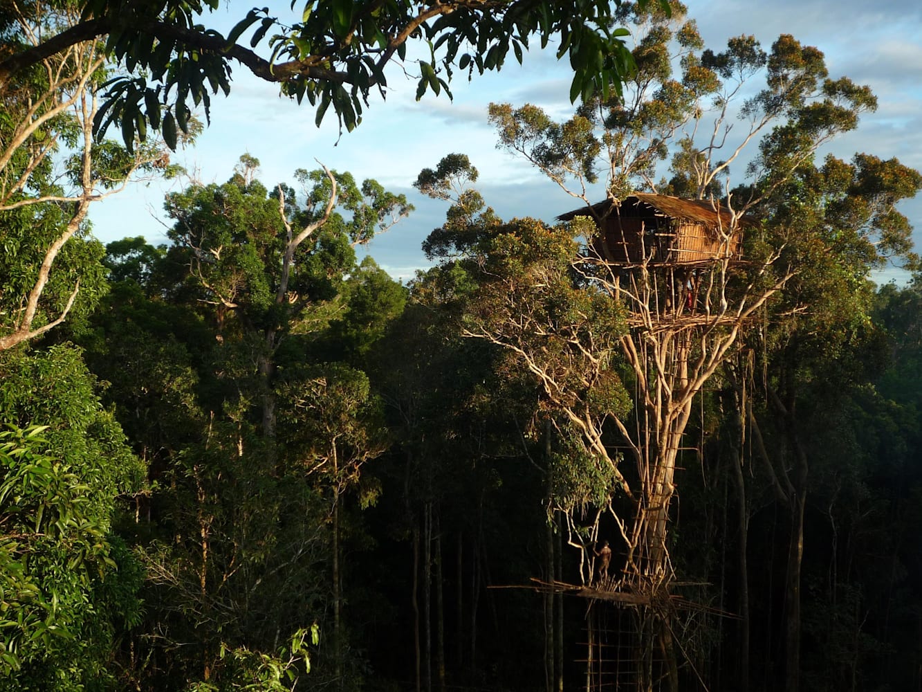 熱帯雨林の上に住む男