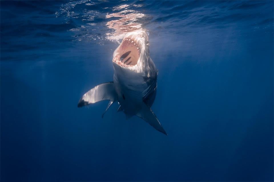 Shipstern bluff sharks top