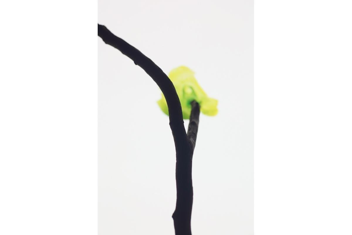 藤本涼個展「untouched flower」