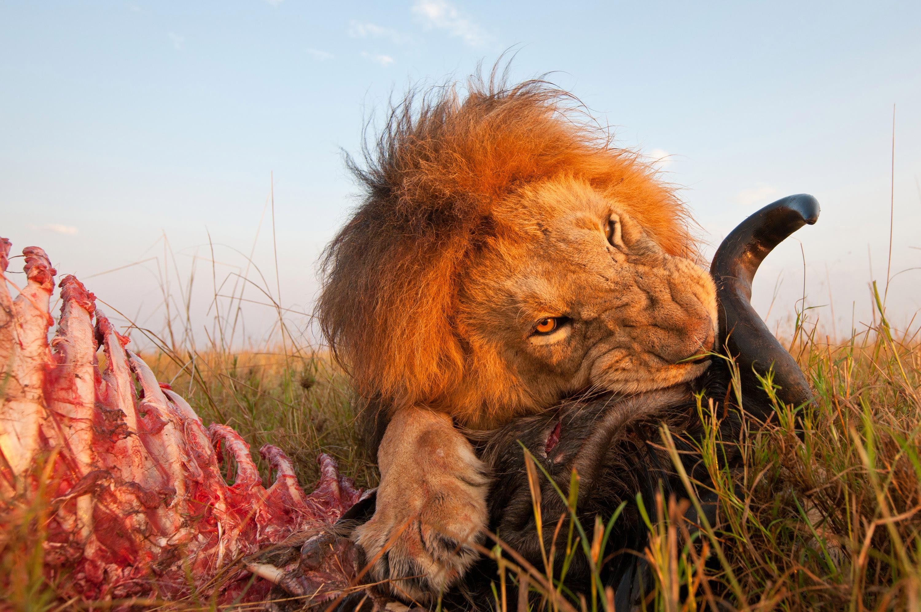 Share a meal with a lion 