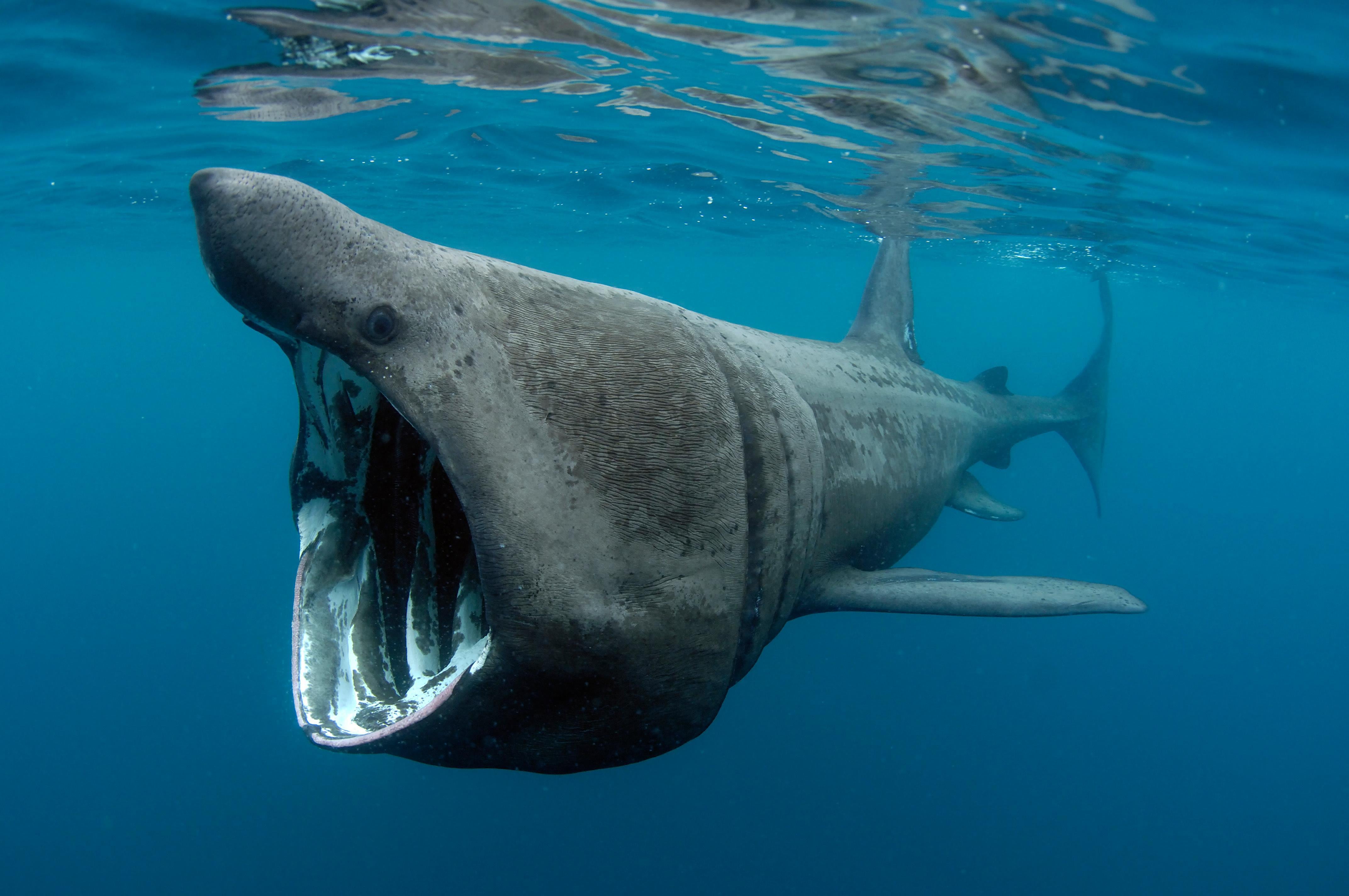 Акулы ледовитого океана. Гигантская акула Cetorhinus Maximus. Пелагическая большеротпя аеуоа. Педагогическая большеротая акула. Гигантская акула (basking Shark).
