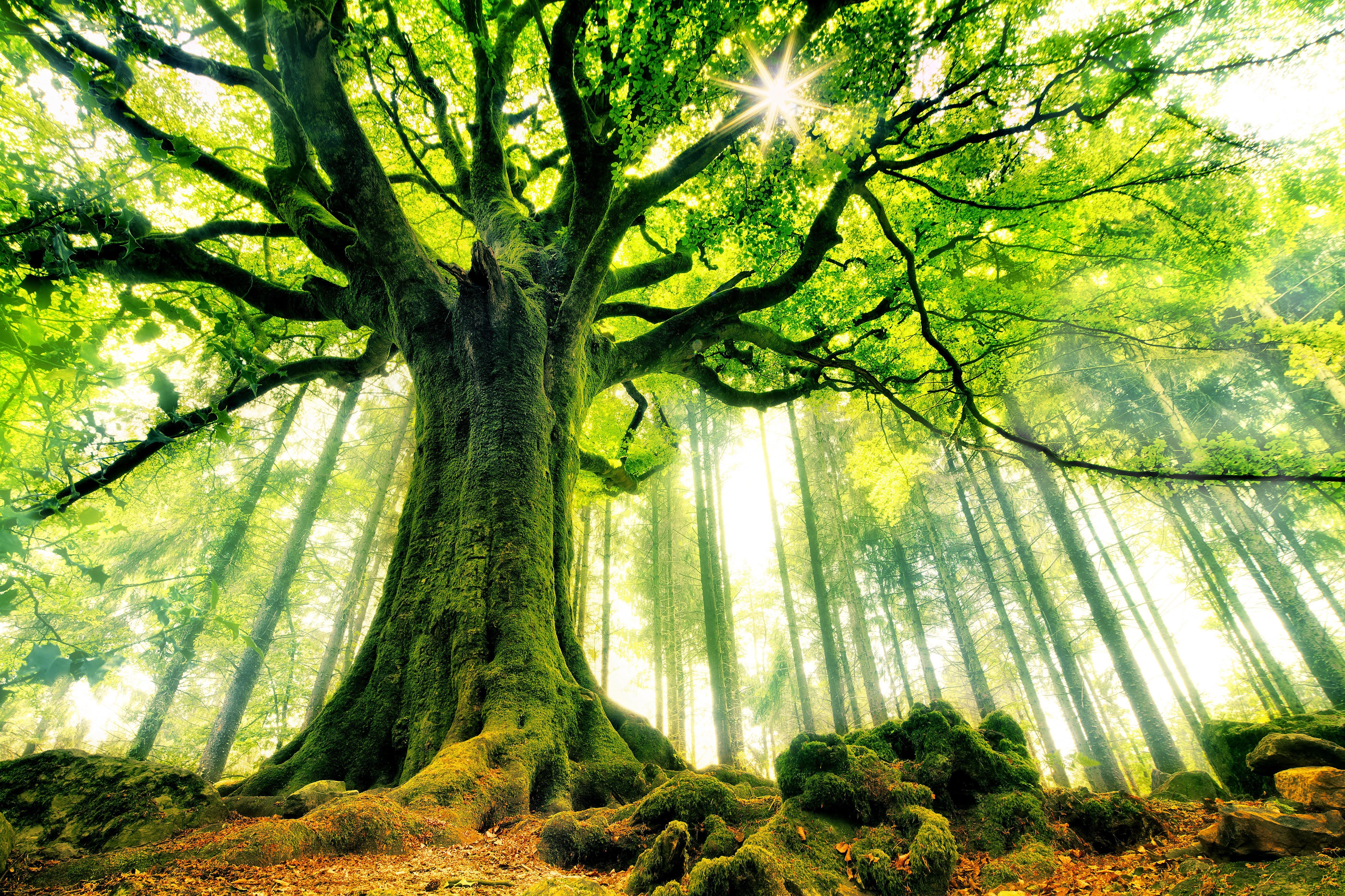Условия жизни деревьев. Броселианд Франция. Лес Броселианд. Колдовской лес Броселианд. Лес Броселианд Франция фото.