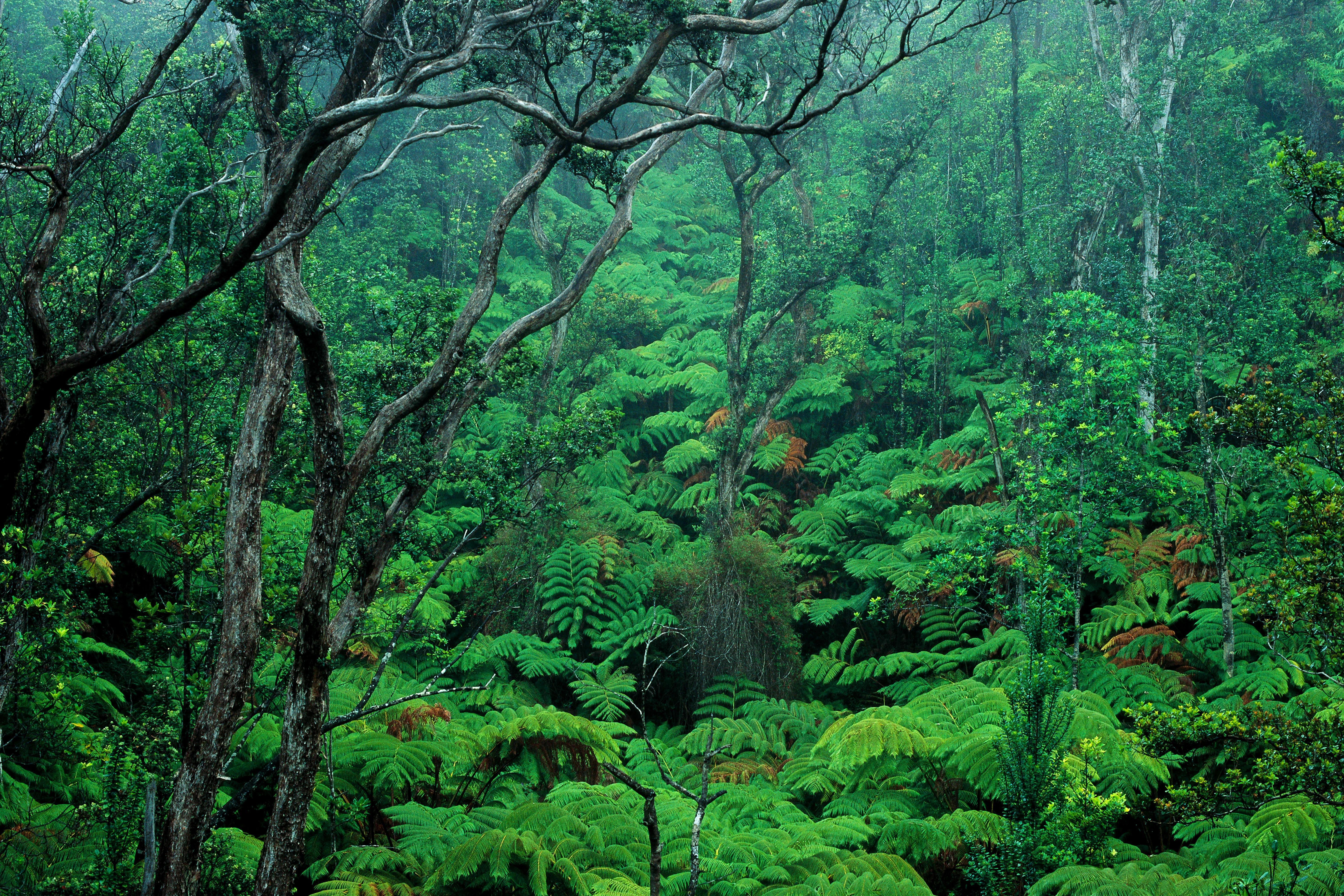 Влажные экваториальные леса условия жизни. Тропические леса Ацинананы. Тропические леса на Гавайях. Сельва в Африке. Влажные тропические леса Африки.