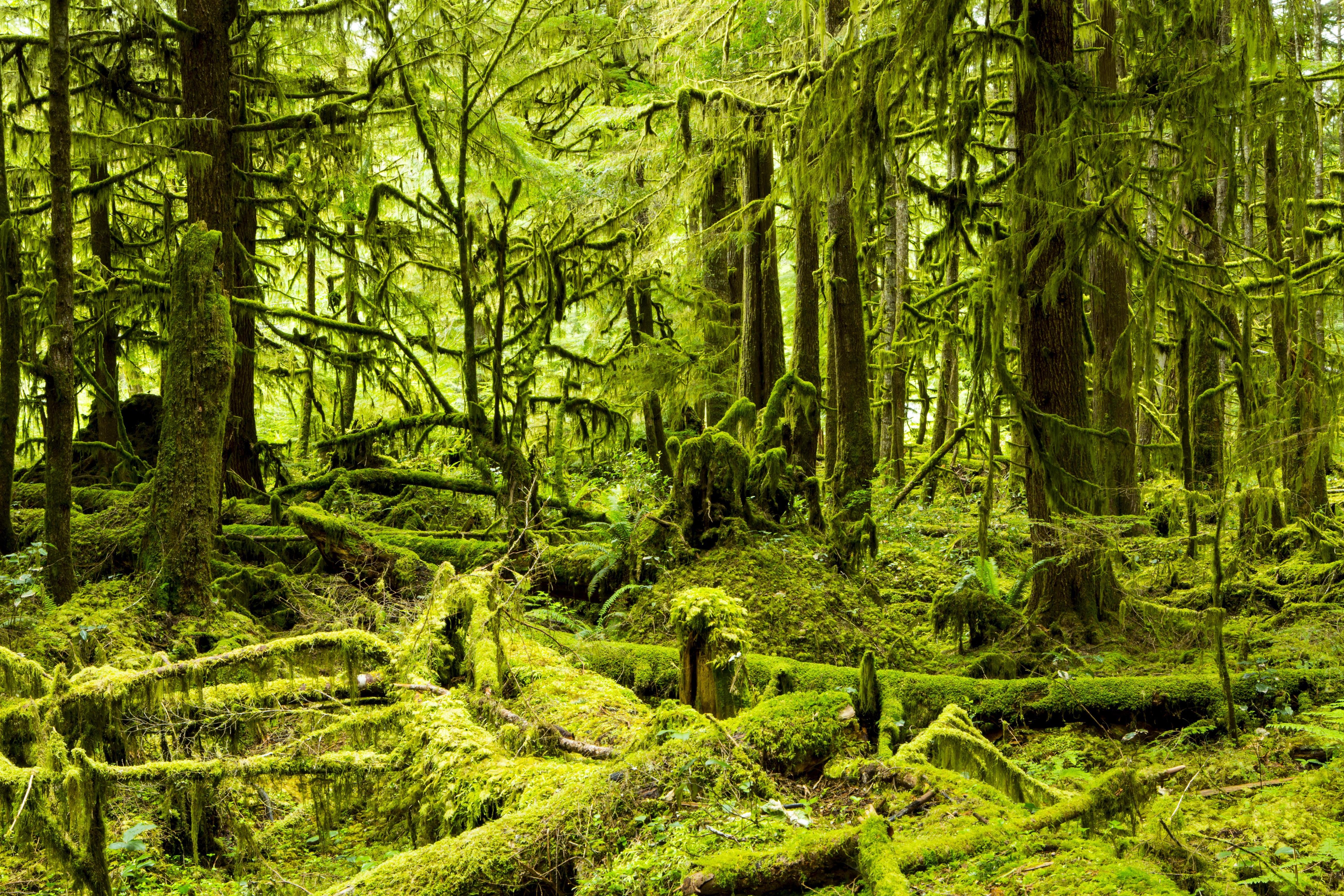 Free photo: Ancient Forest - Bspo06, Forest, Nature - Free Download - Jooinn