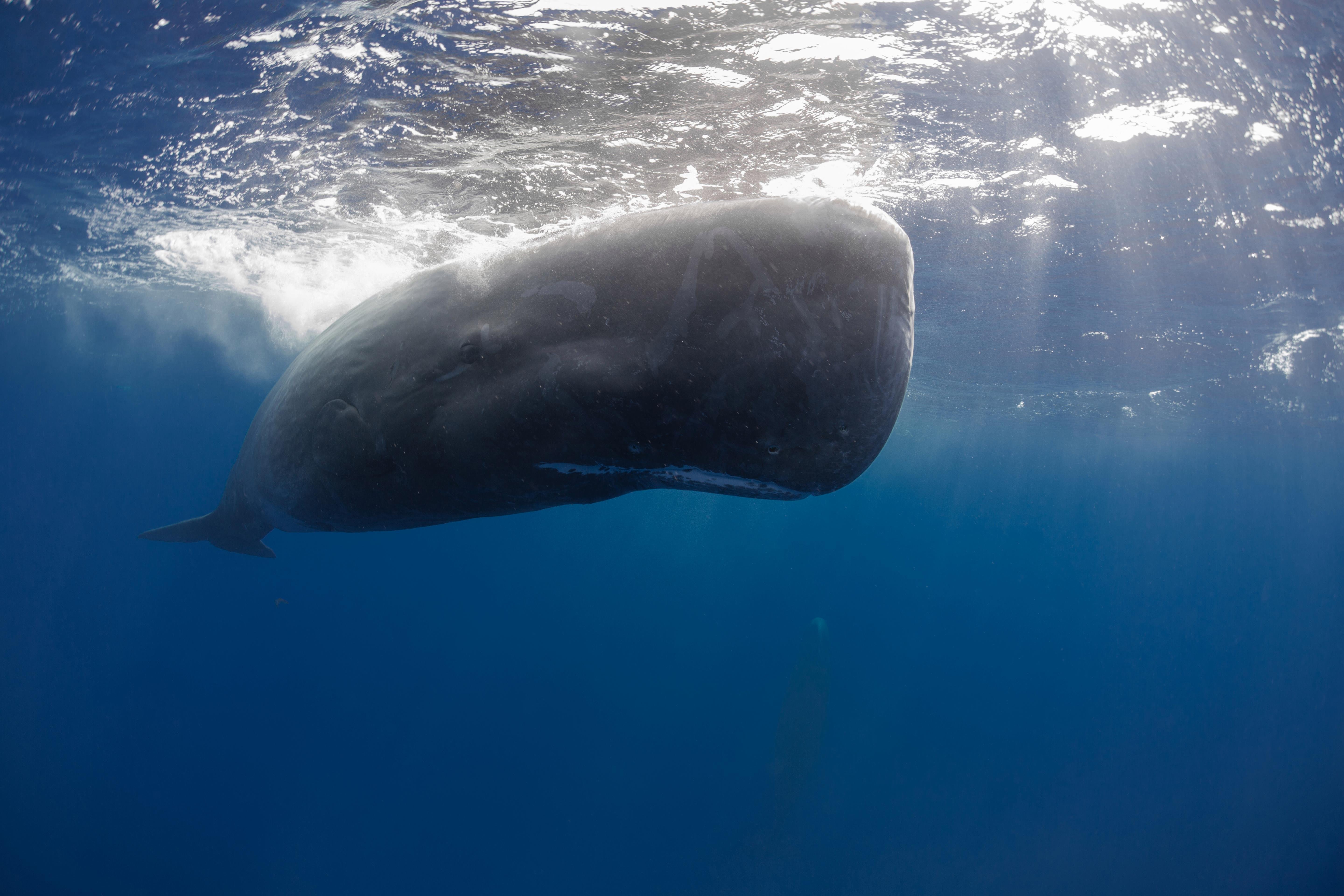 Facts about the environment that might surprise you