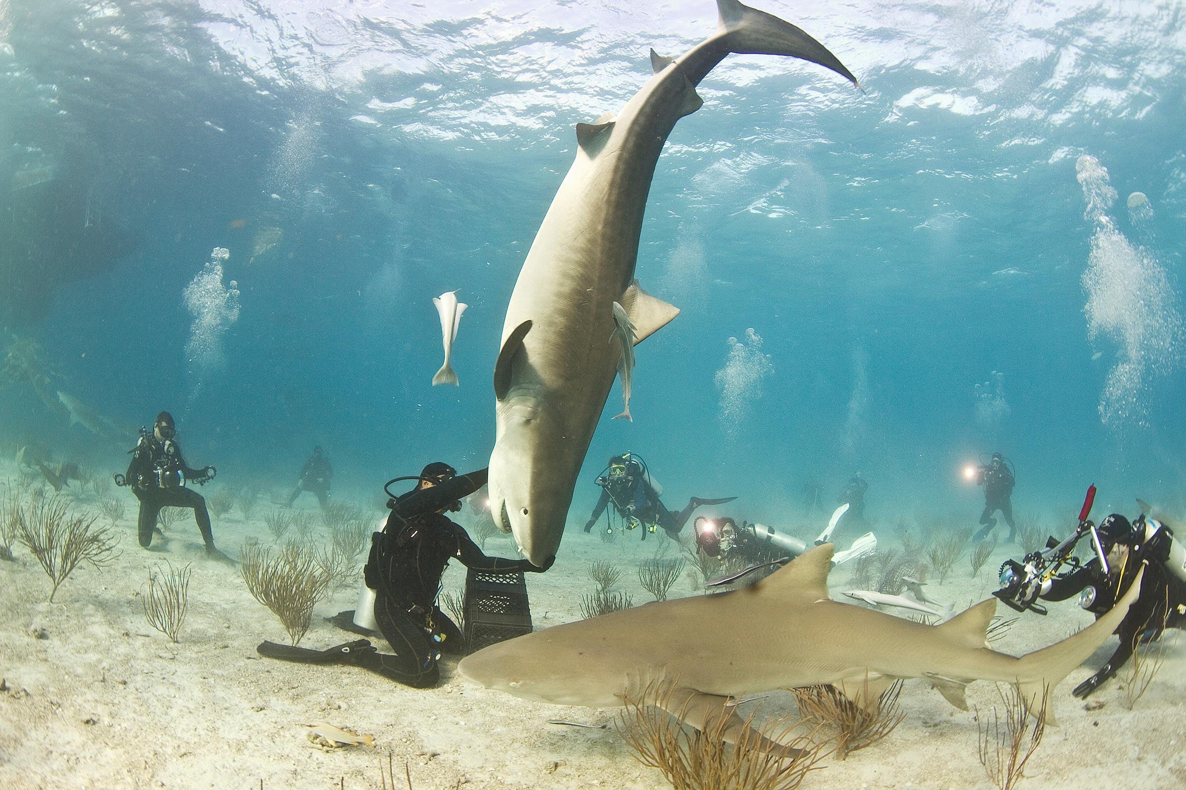 The Great Shark Bait Swim