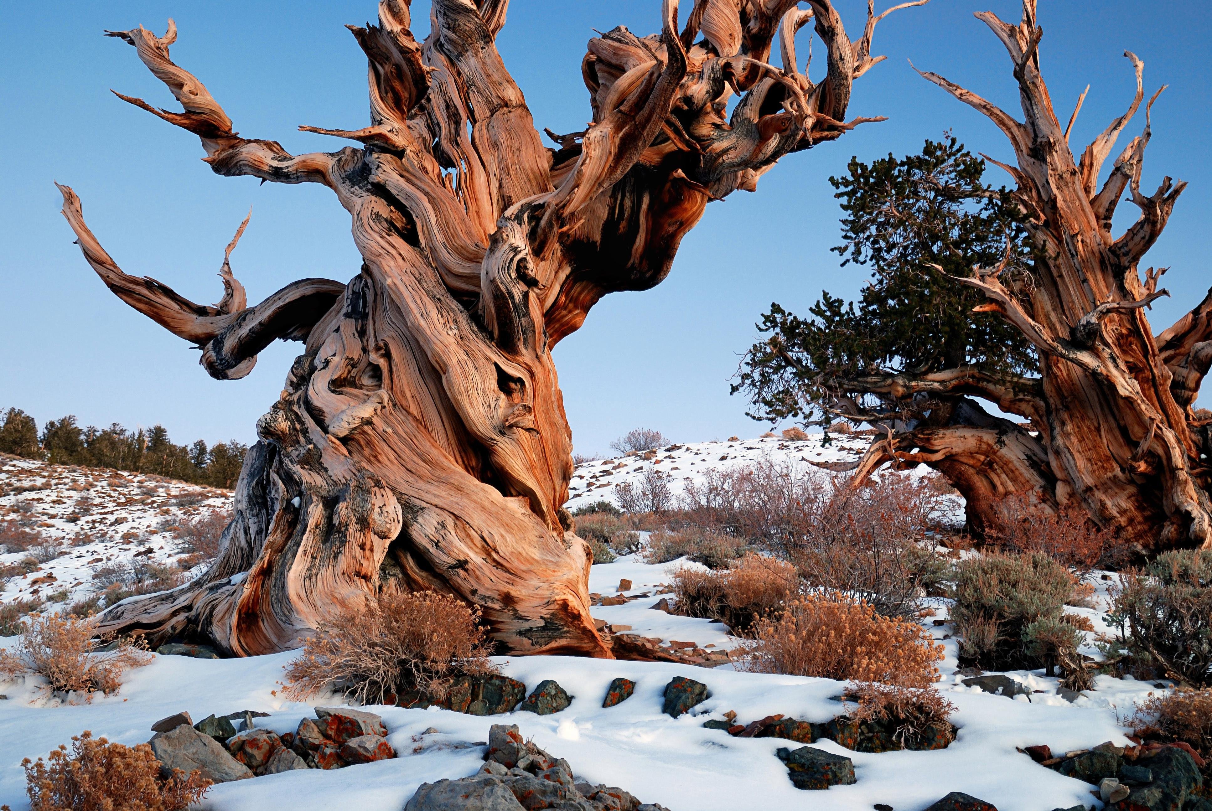 Сосна удивительное дерево. Сосна Мафусаил. Сосна остистая (Pinus aristata). Сосна остистая межгорная Мафусаил. Сосна остистая межгорная Калифорния.