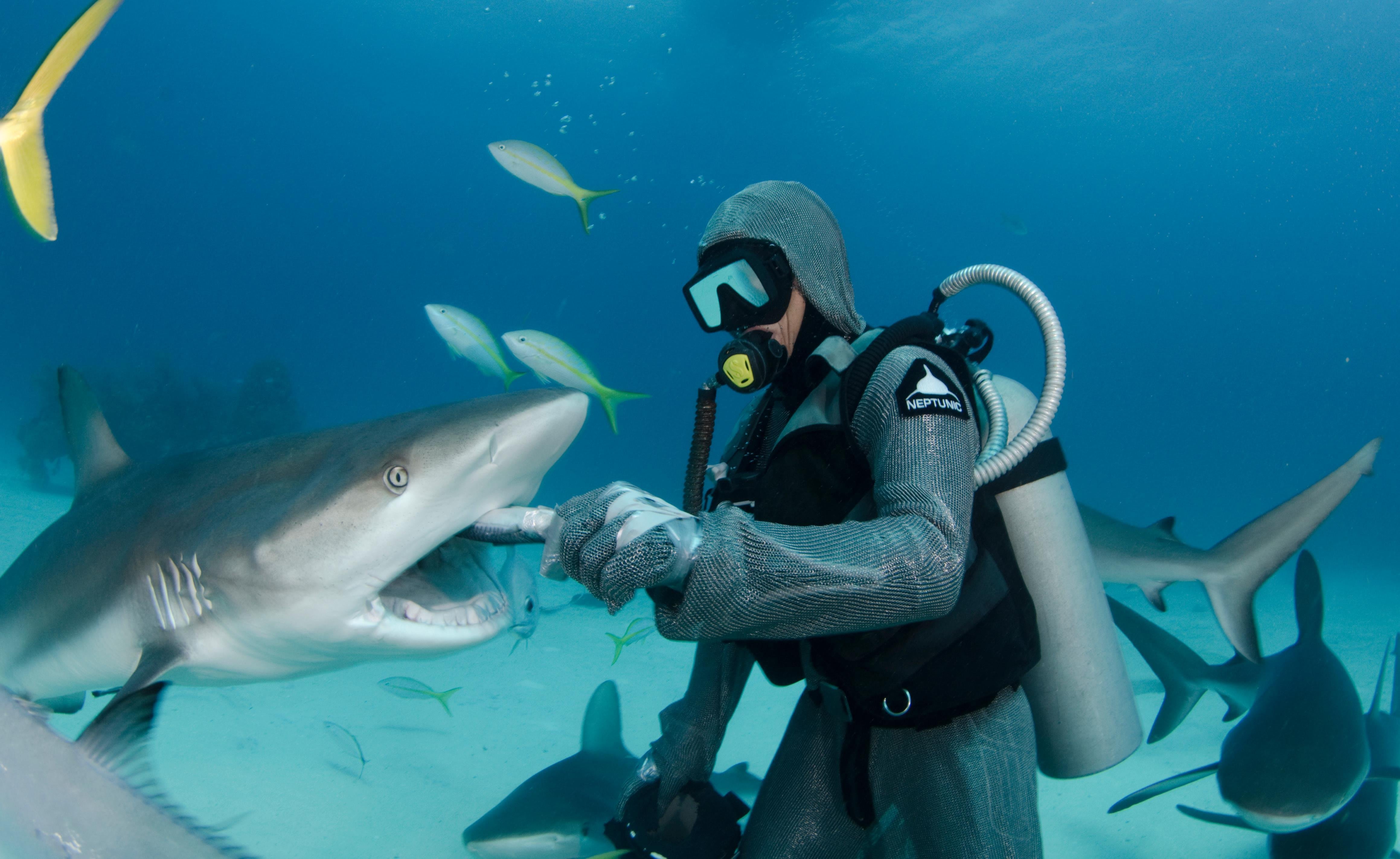 Quiz: Descubra qual tubarão você fisgaria no Shark Tank Brasil