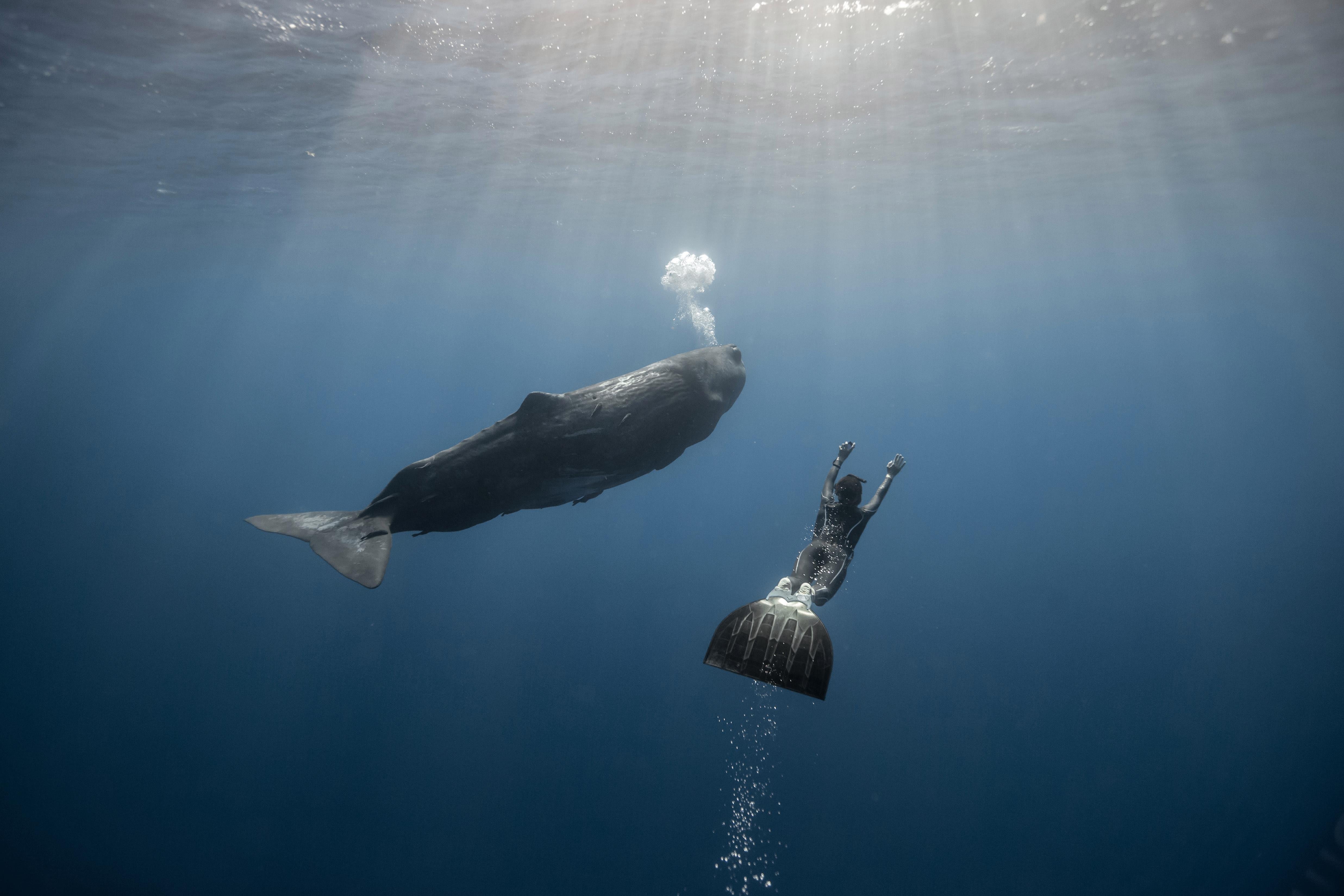 Мощность кита под водой. Подводный мир кит. Киты в океане. Кит под водой. Дайвинг с китами.