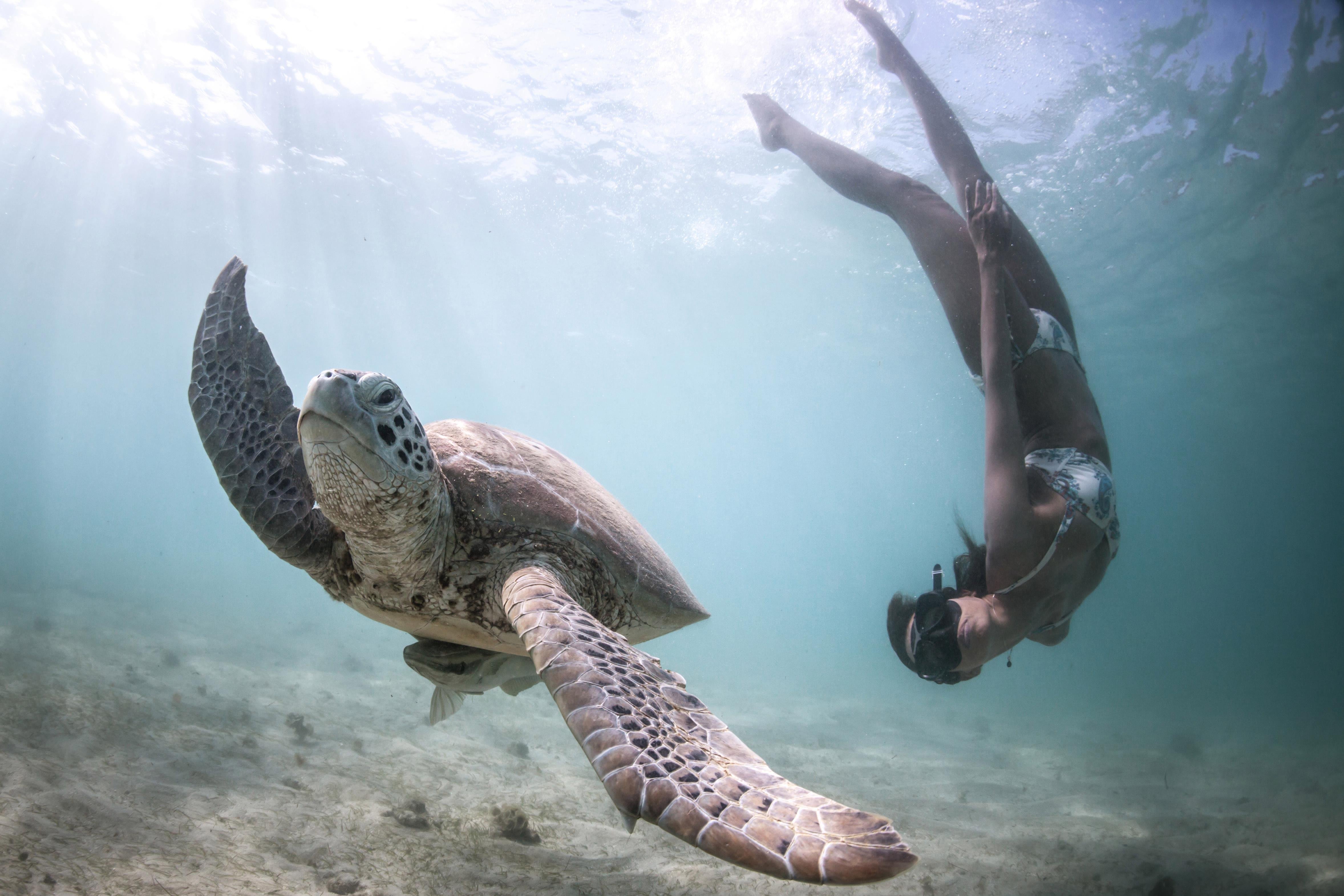 Плавающая в море черепаха 5. Подводный мир черепахи. Под водой. Черепаха под водой. Подводный мир морская черепаха.