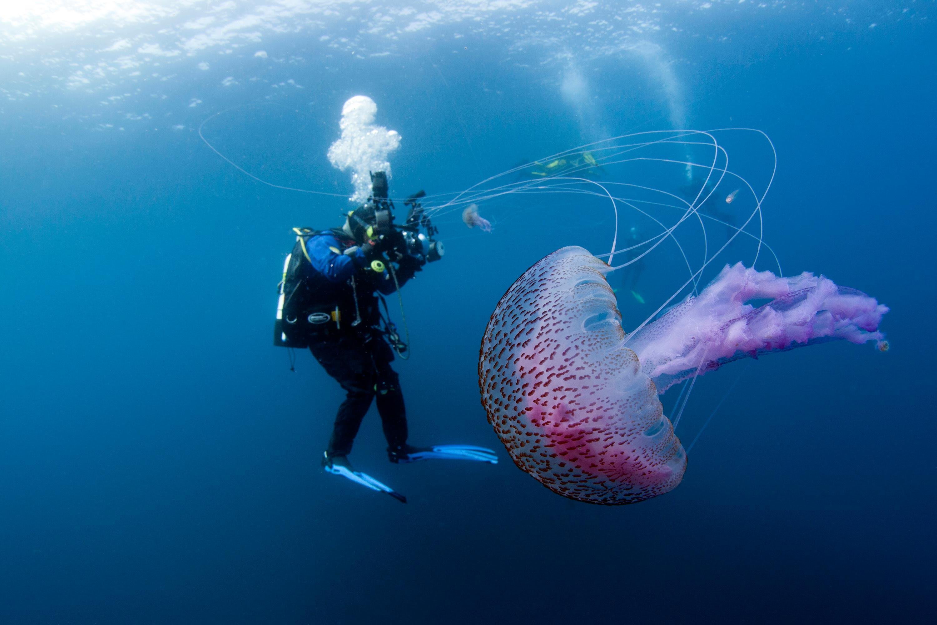 2016.2.29 | 海中の神秘を捉えた13枚の写真 | Adventure