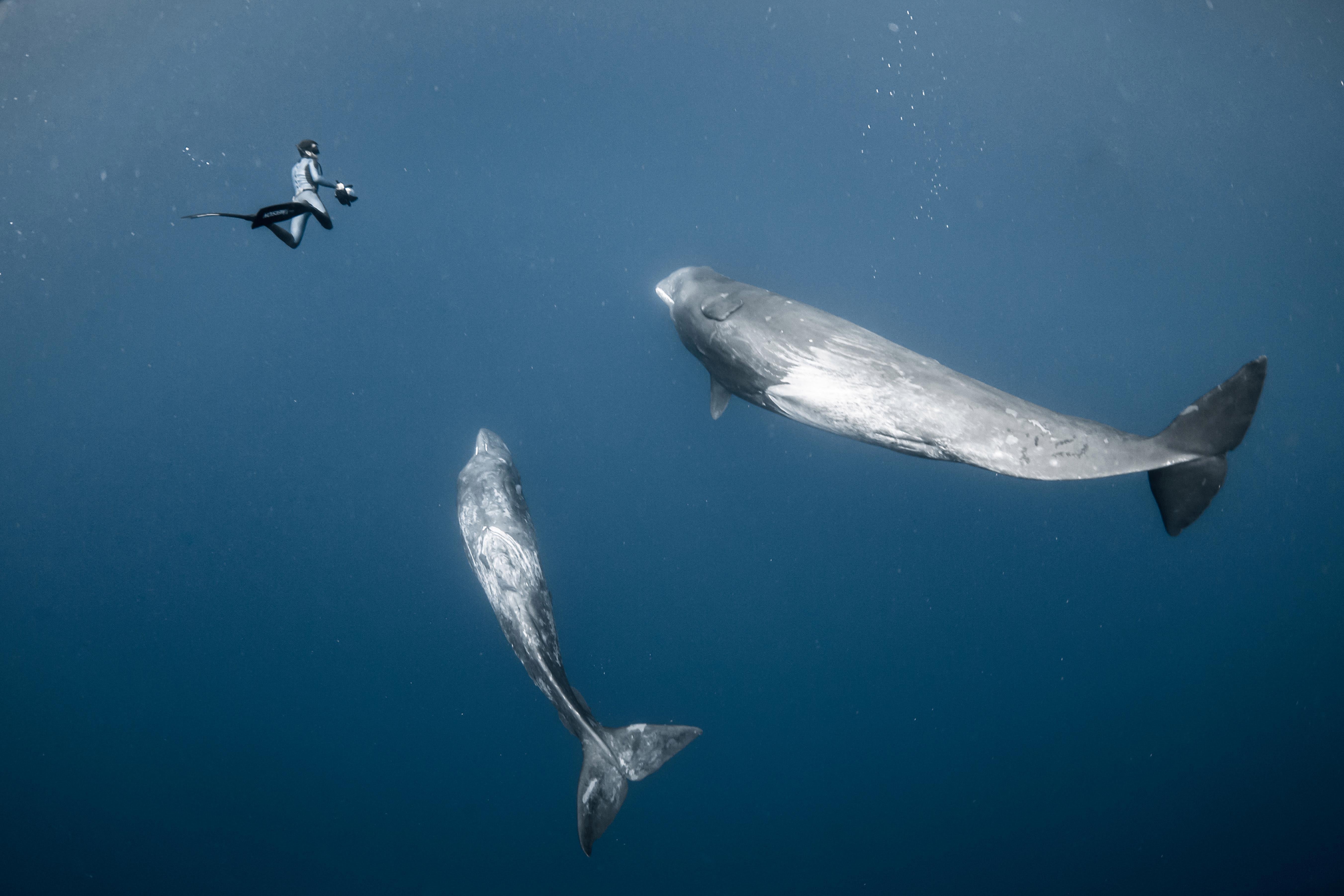 16 2 29 海中の神秘を捉えた13枚の写真 Adventure