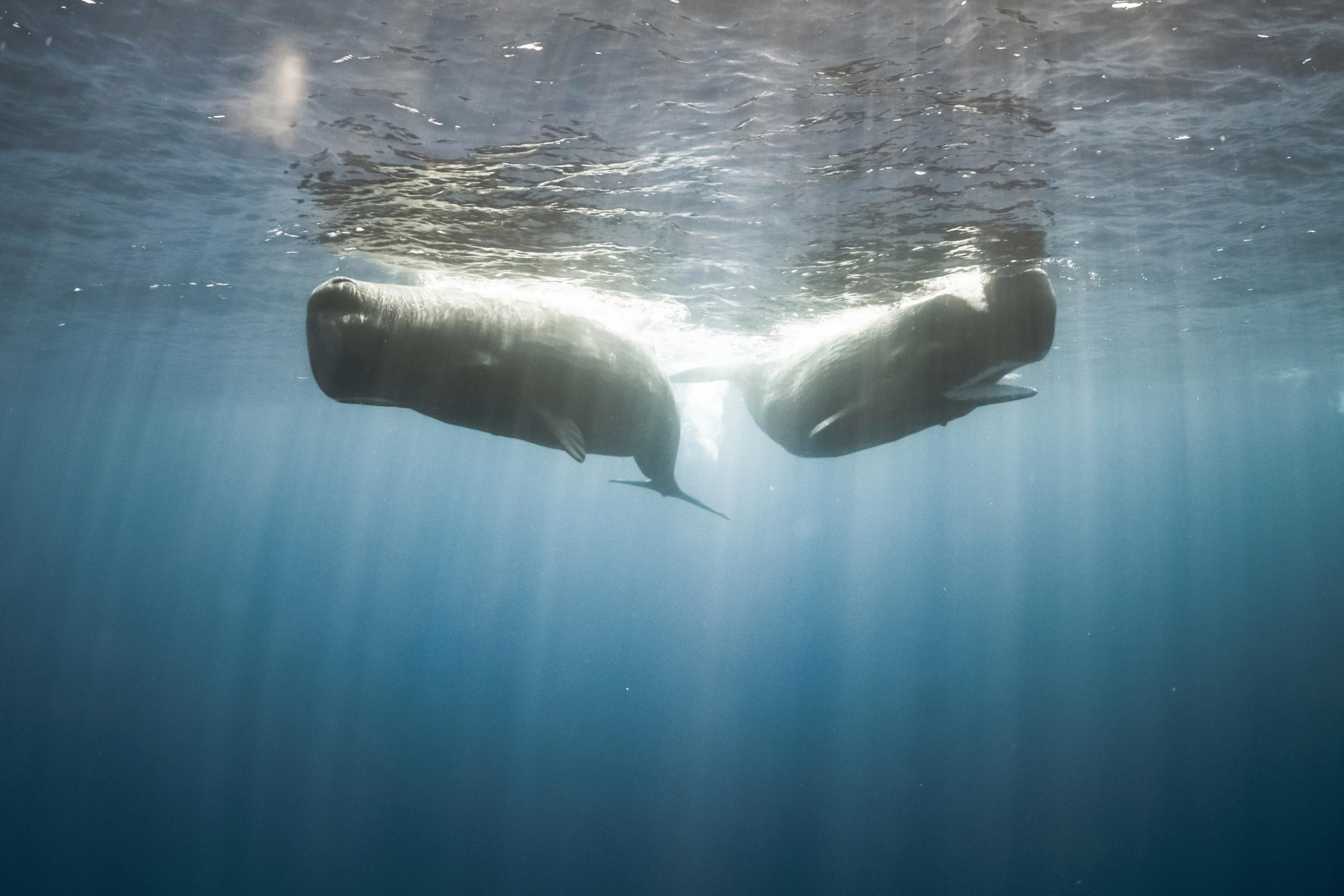 Diving with blue whales 6 of the most amazing photos