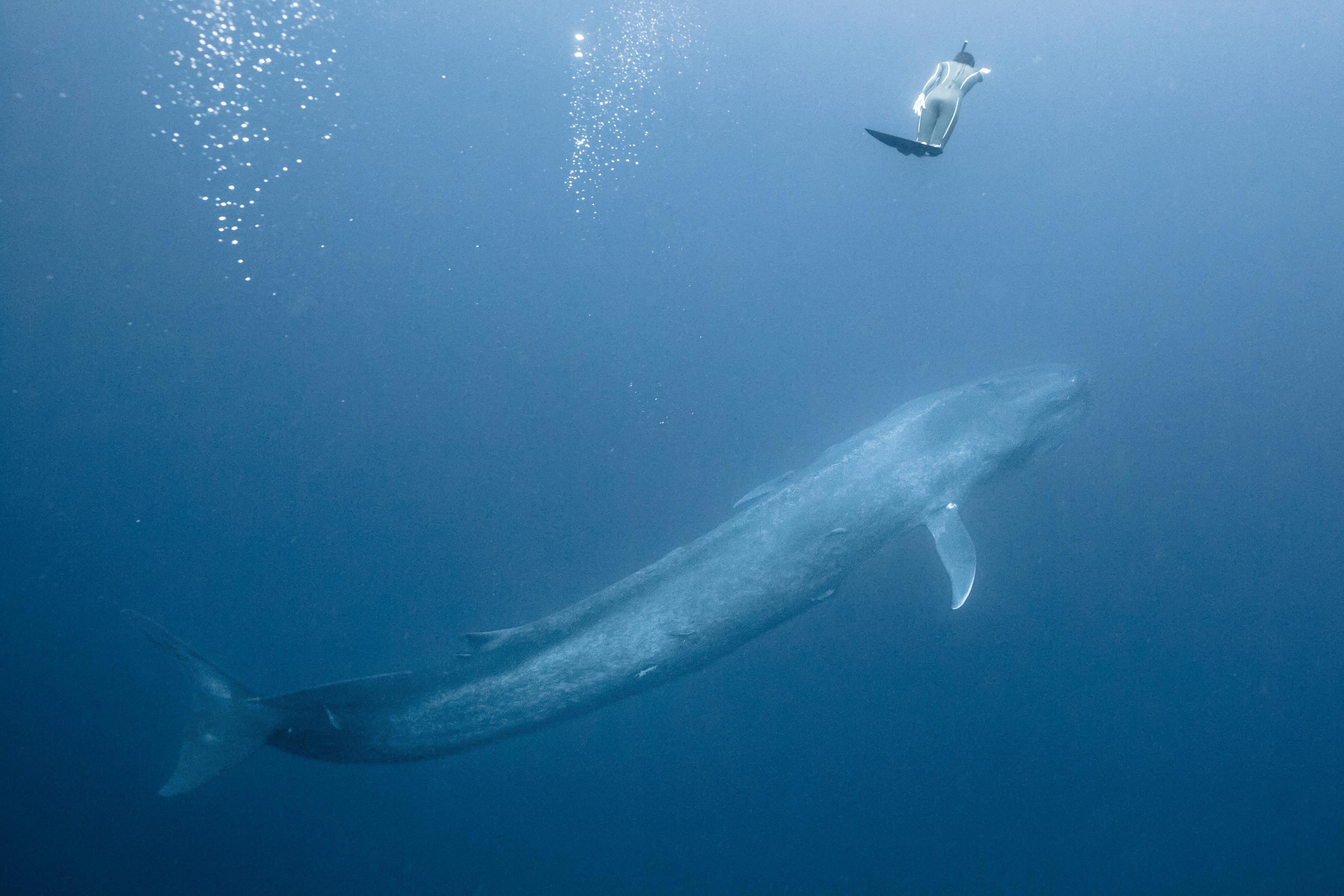 シロ ナガスクジラ vs シャチ