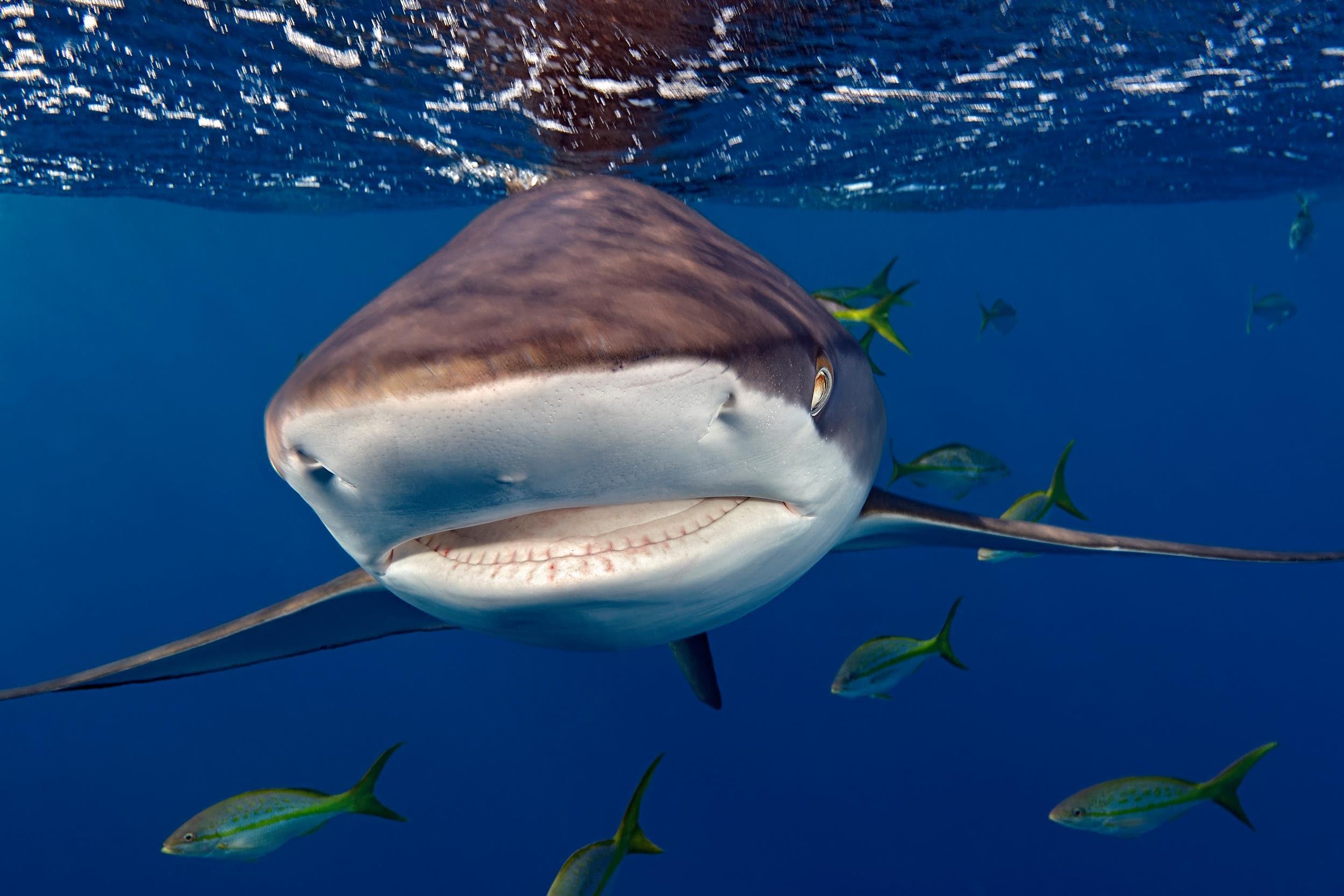 キューバでワニ サメとダイビング