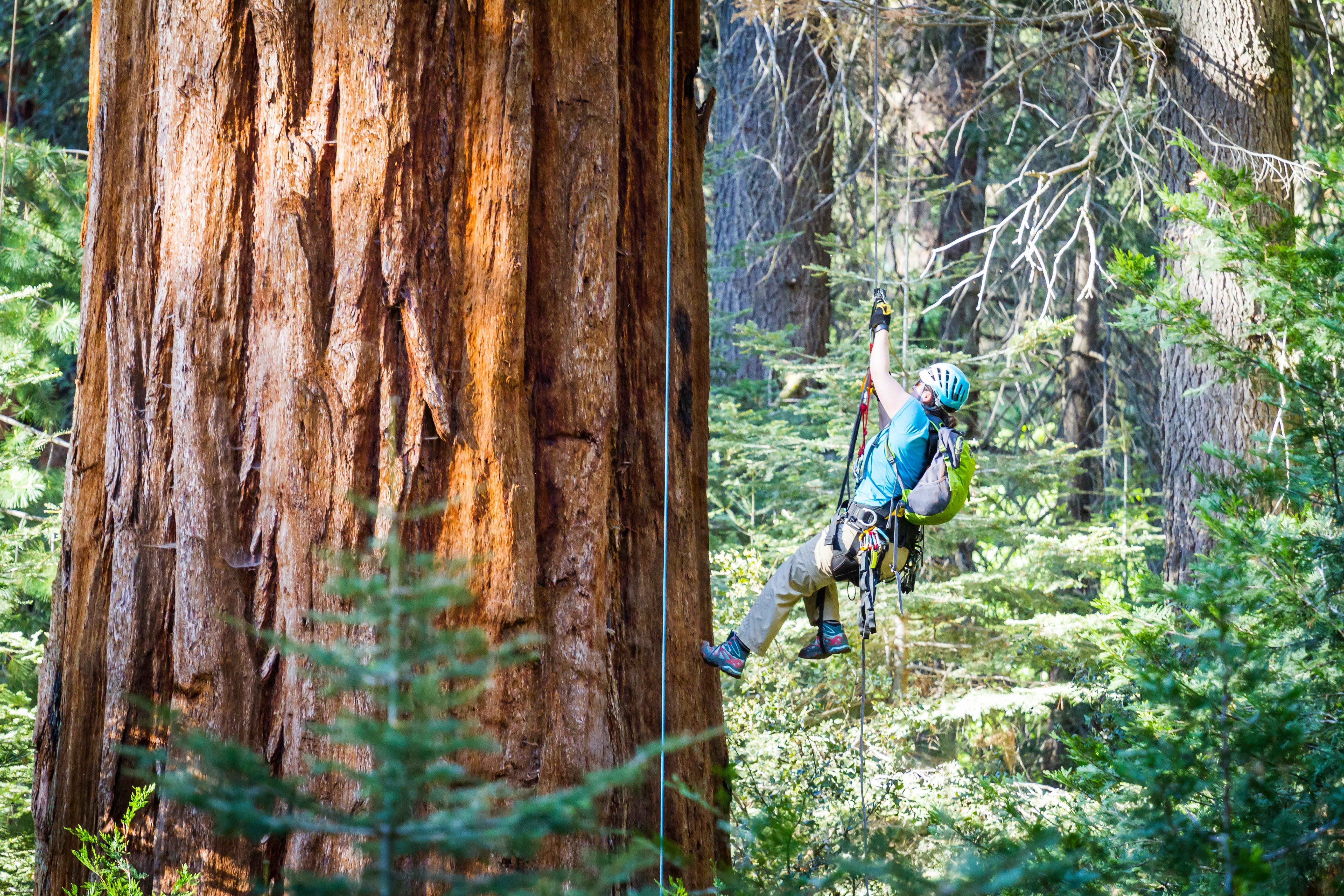 ツリークライミングの達人が選ぶ “難攻不落の巨木” ベスト7 | アーボリスト | 木登り | アドベンチャー