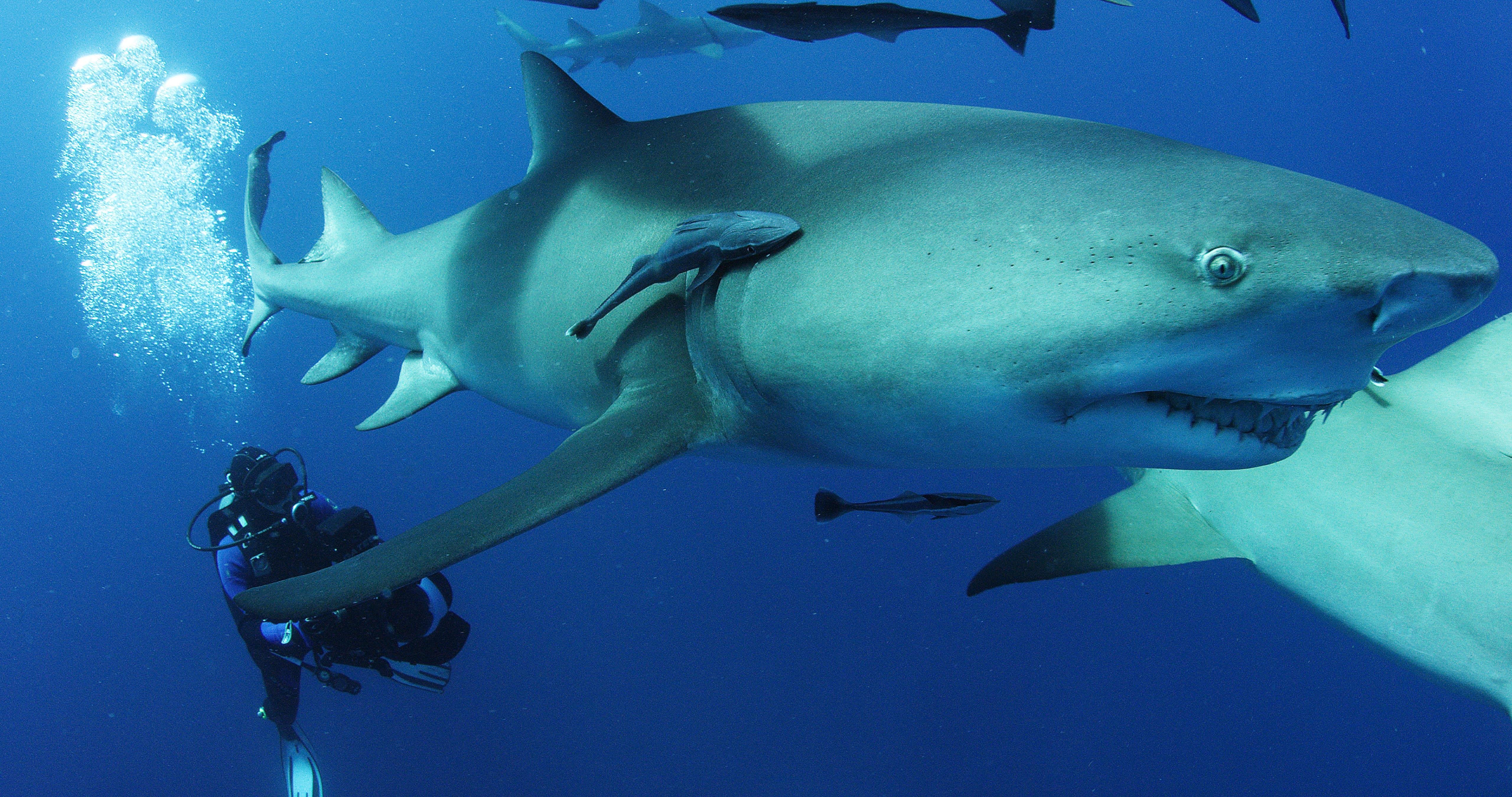 Comment Nager Avec Des Grands Requins Blancs