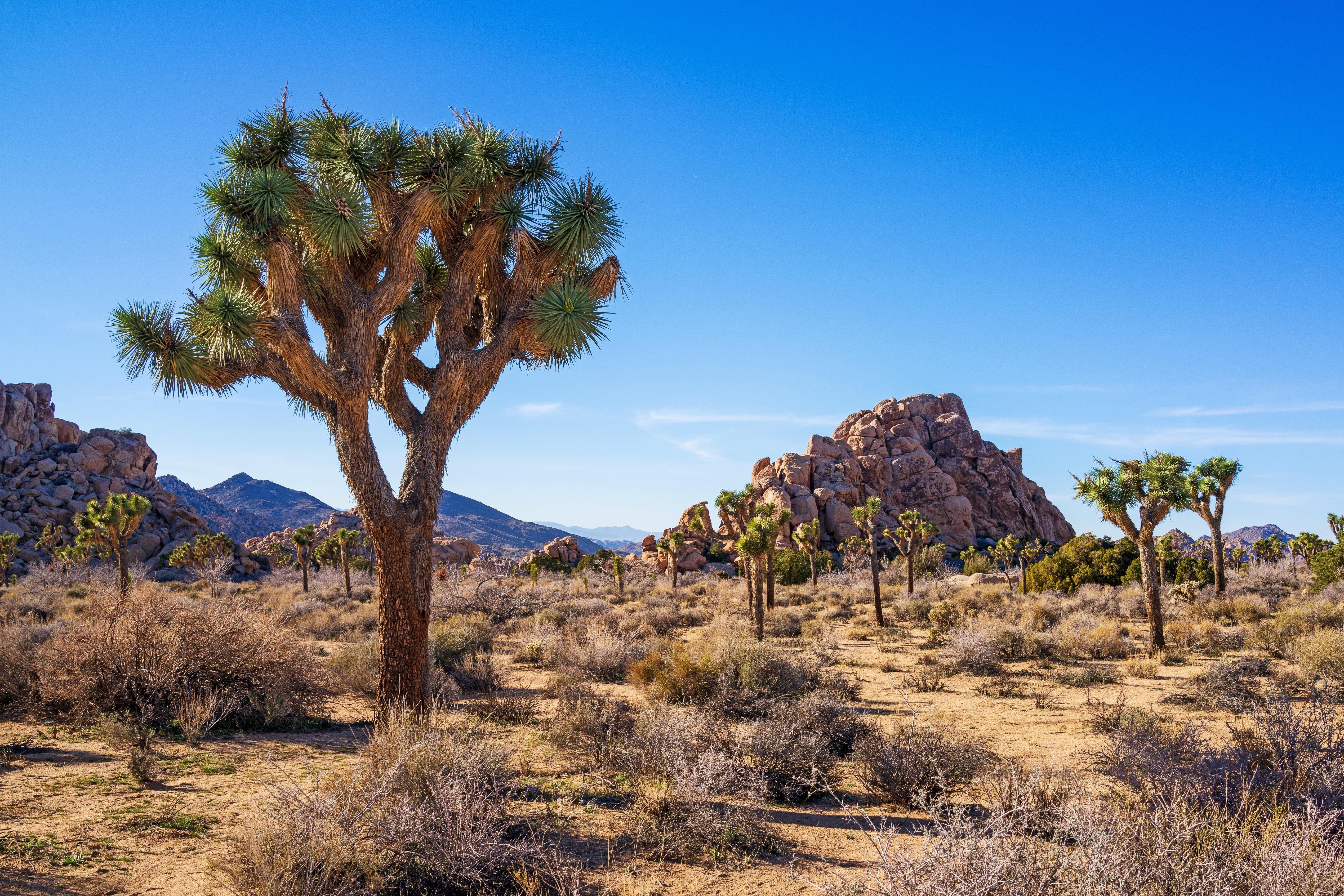 10 Best Trails and Hikes in California