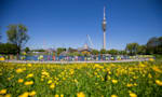 Red Bull Germany job locations with a flower meadow in the front and a man-made lake and the munich olympic stadium in the back.